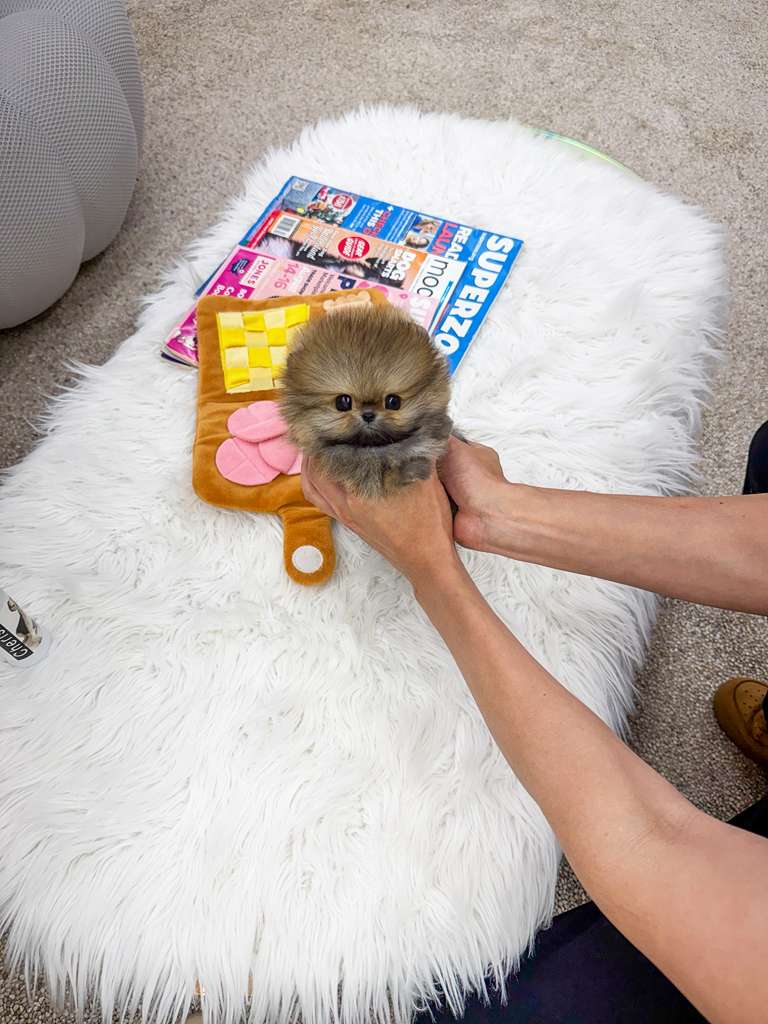 Pomeranian
