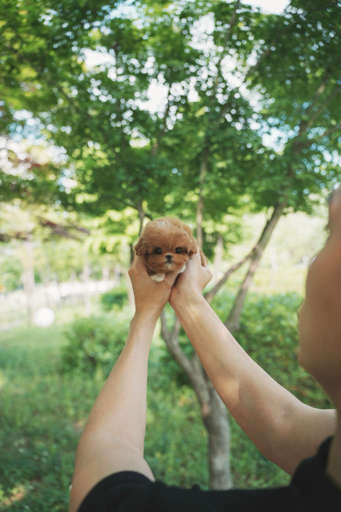 Maltipoo
