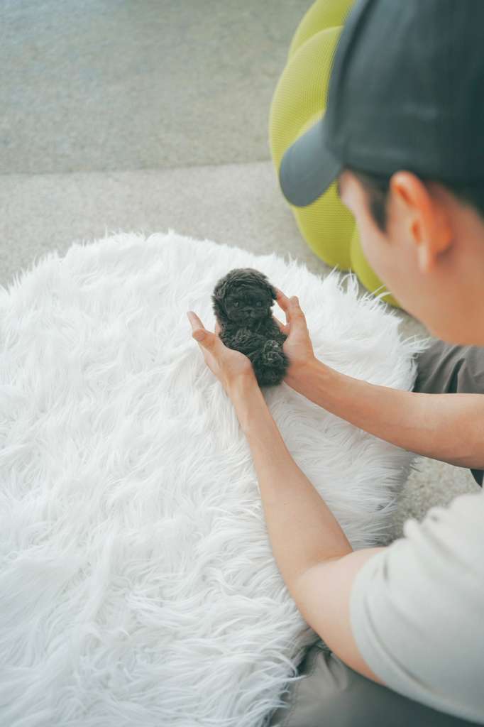Poodle