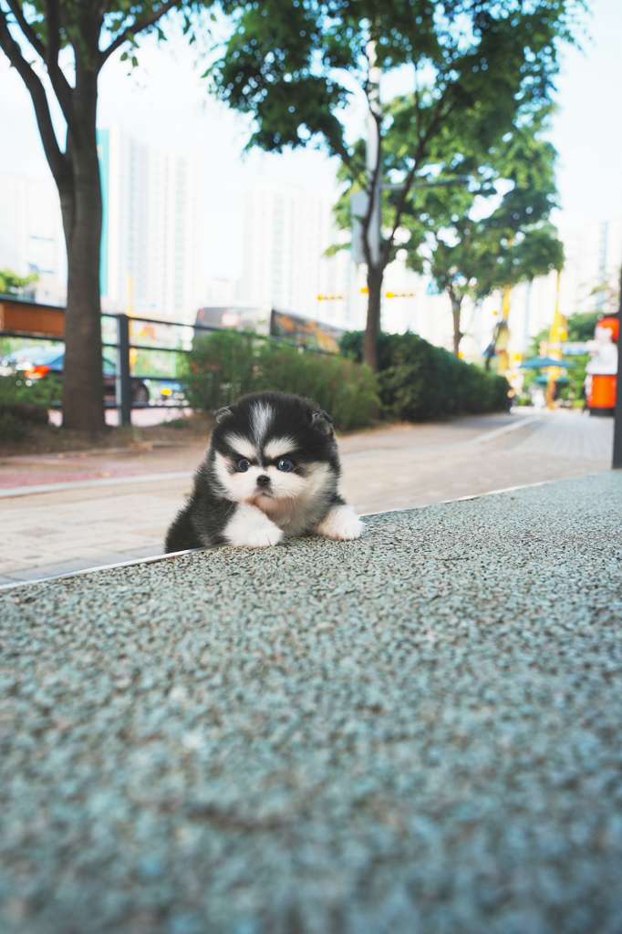 Pomsky