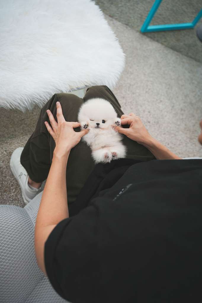 Pomeranian