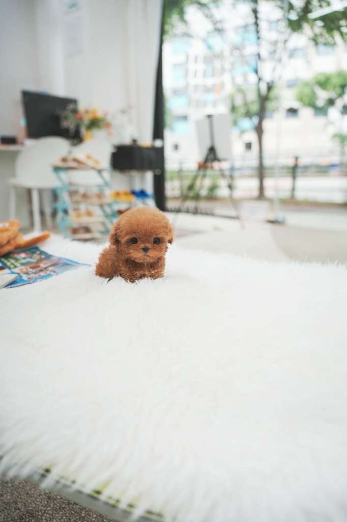 Poodle