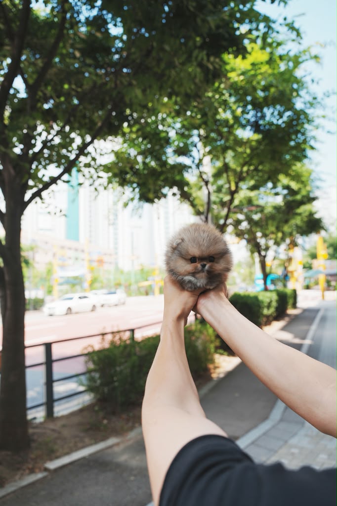 Pomeranian