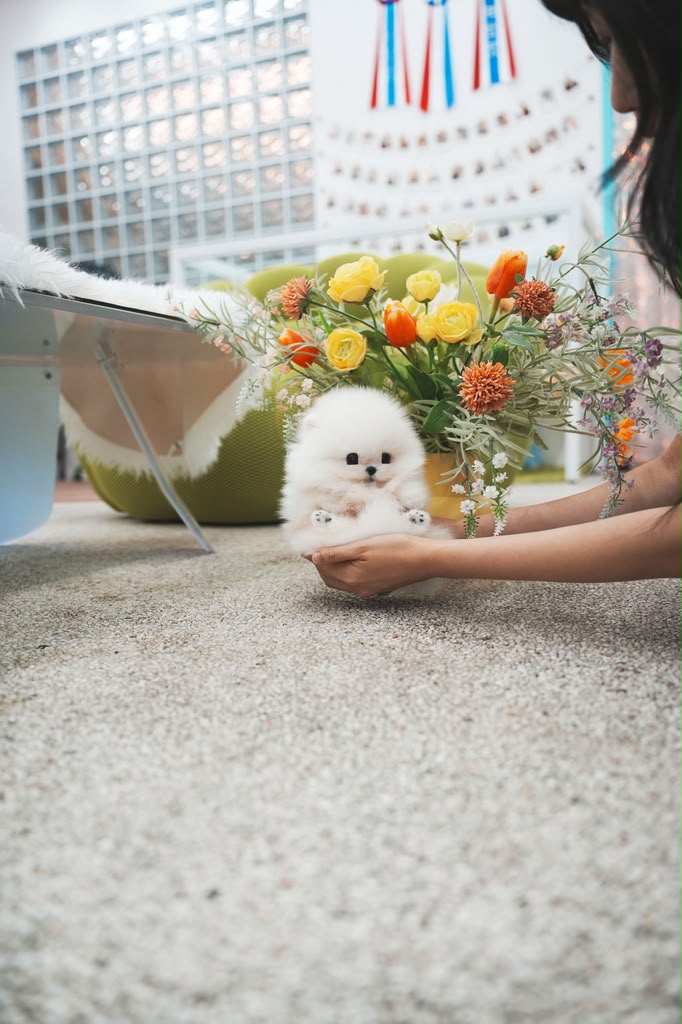 Pomeranian