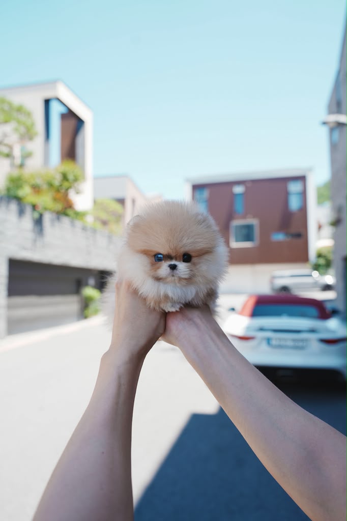 Pomeranian