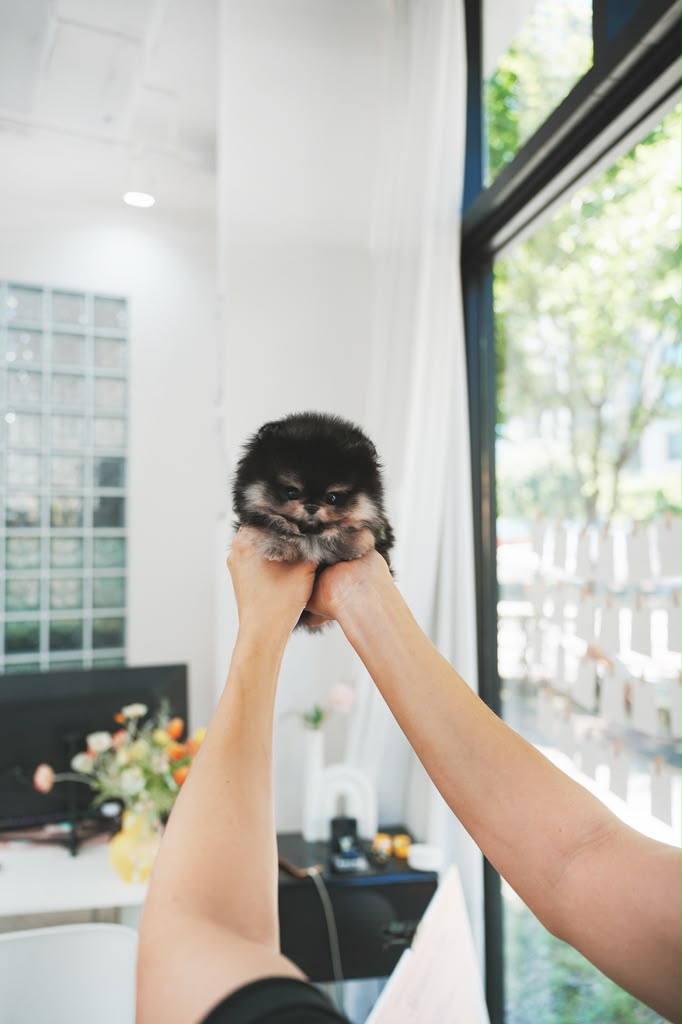 Pomeranian