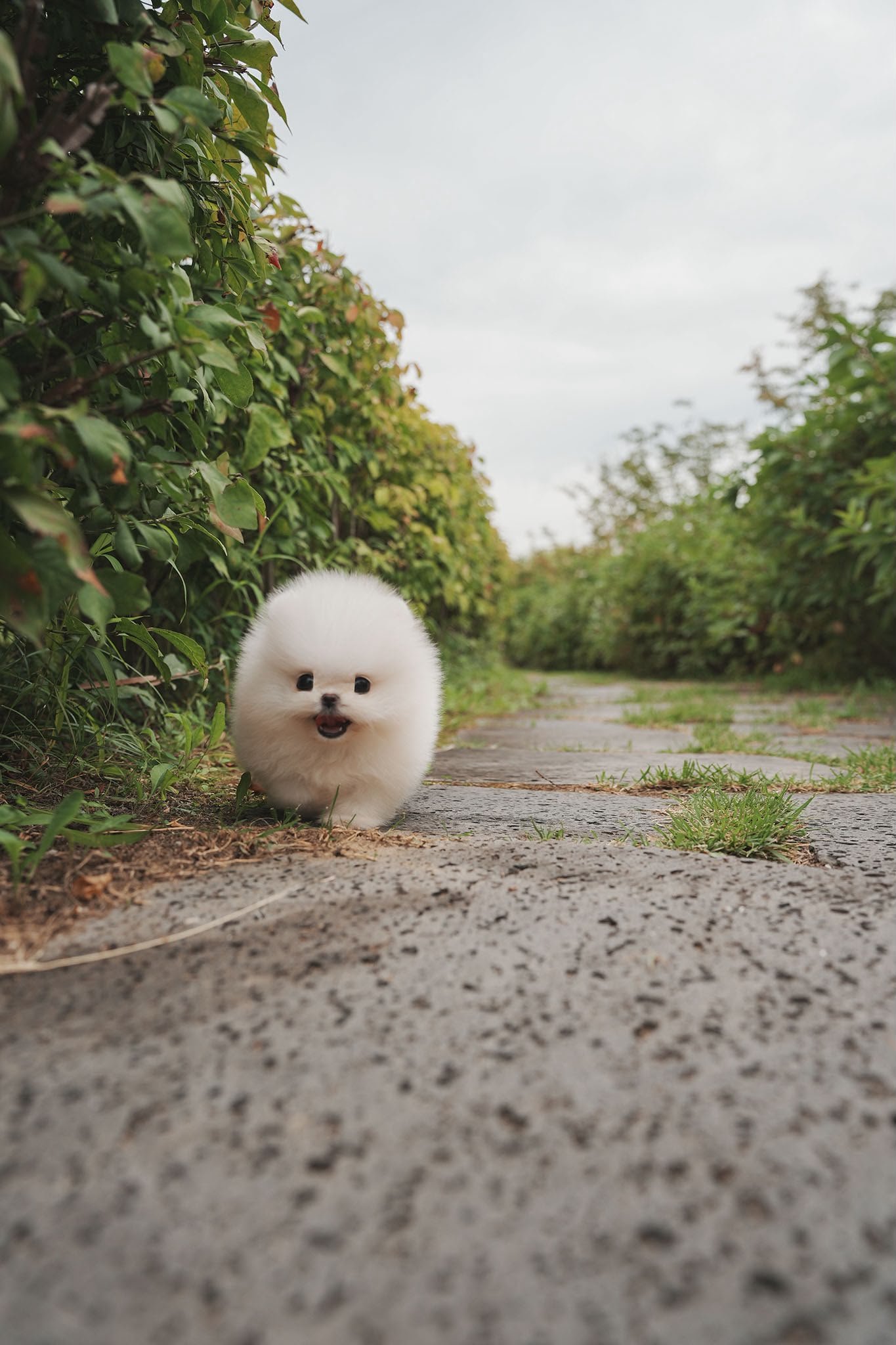 Pomeranian